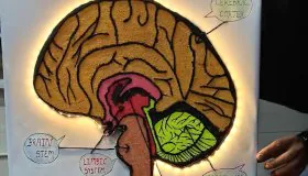 Brain anatomy educational model – Indian Institute